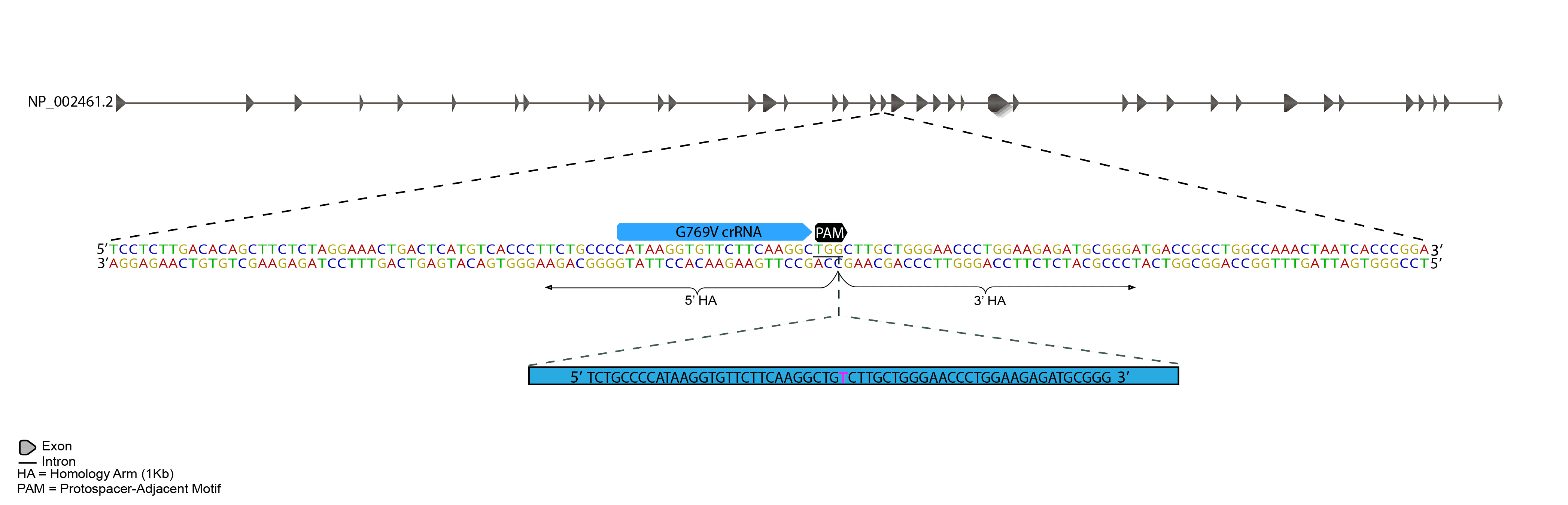 CRISPR-Cas9 methodology was used to introduce a single base pair mutation to MYH7, and mEGFP at C-terminus of ACTN2 as shown below.