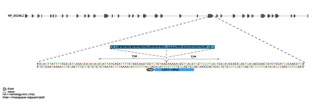CRISPR-Cas9 methodology was used to introduce a single base pair mutation to MYH7, and mEGFP at C-terminus of ACTN2 as shown below.